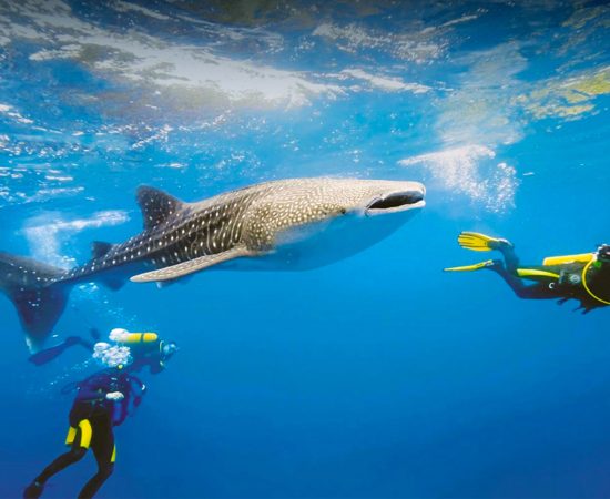 Maldives Diving & Snorkelling